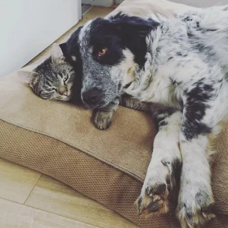 pet sitter romania cluj